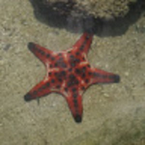 Meet your Posher, Devon